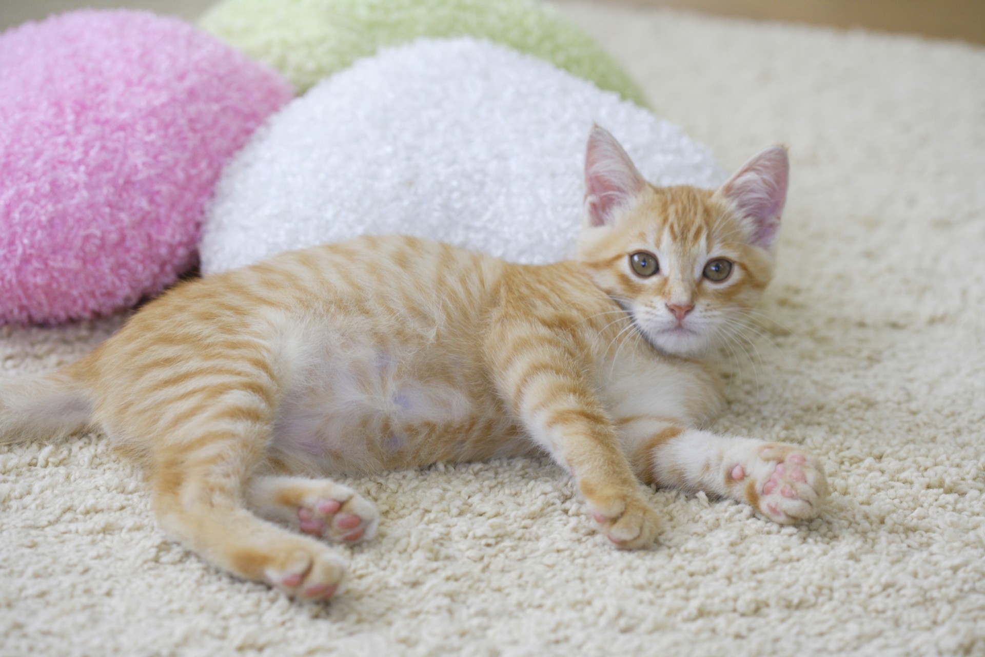 小山市 | 猫